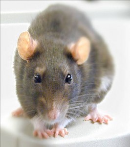 rat2 266x300 Deadliest Disease of past Centuries
