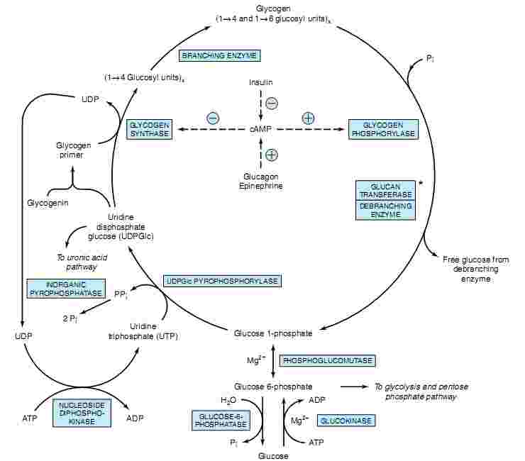 The Chemical Synthesis of Insulin: From the Past to the Present