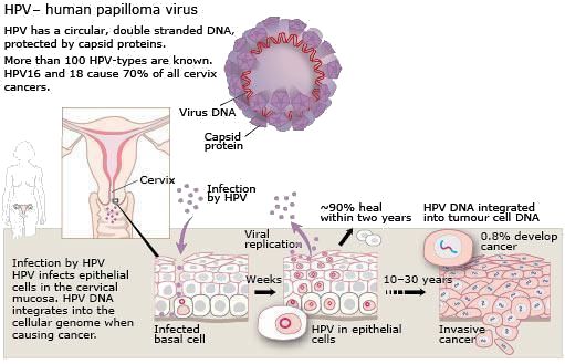 hpv vírus retrovírus paraziták reflexológia
