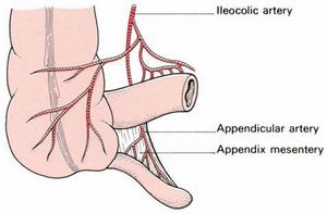 appendicular artery Anatomy of Appendix and Appendicitis