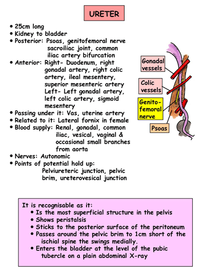 Ureter Clinical Anatomy of Ureter
