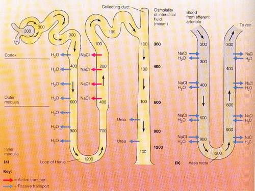 Renal Counter Current Mechanism Made Simple – Medchrome