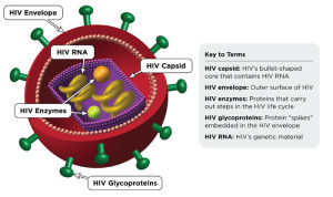 HIV-virus-structure
