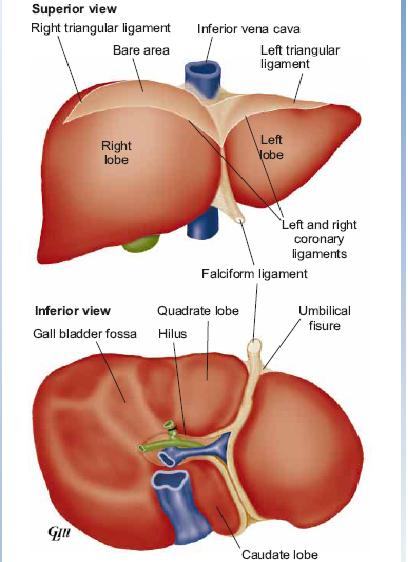Know the Risks and Causes of Liver Cancer