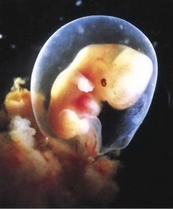 Embryo 3 germ layers ectoderm,endoder,mesoderm