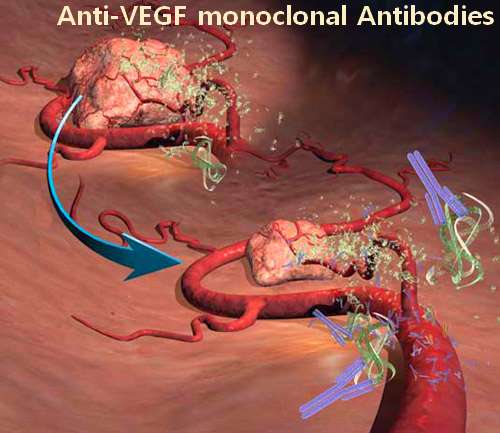 Newer Anti-Cancer Agents II – Monoclonal Antibodies