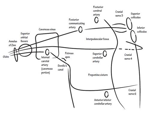 Course of occulomotor, trochlear and abducent nerve