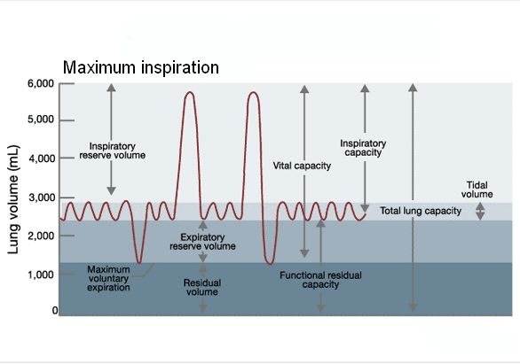 Lung Volumes, Capacities and Dead Space