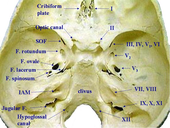 Structures passing through foramina of skull