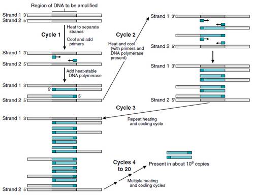 Polymerase Chain Reaction: Principles and Uses of PCR