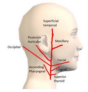 External Carotid Artery and Its branches