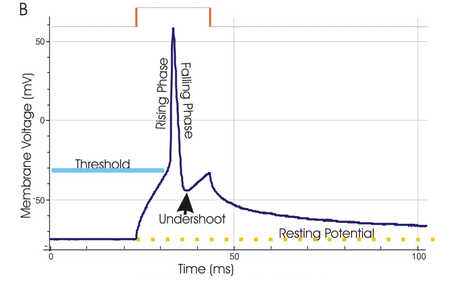 Resting Membrane Potential, Action Potential and Ionic Basis