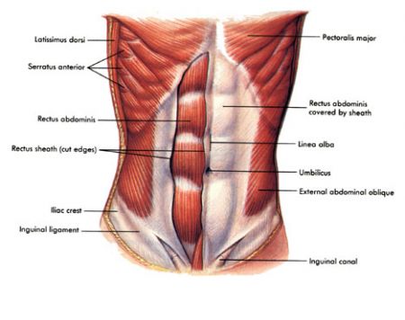 Clinical Anatomy of Anterior Abdominal Wall