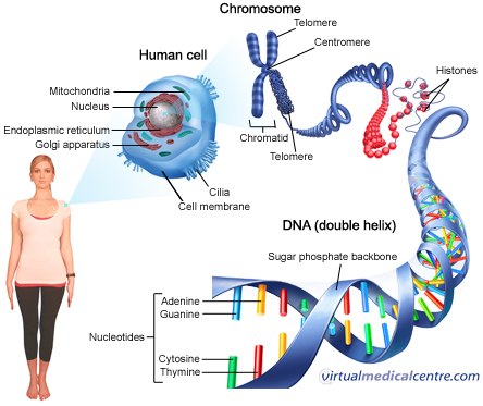The golden era of genomics and its application in human diseases