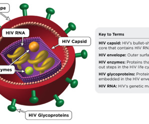HIV with a Special Focus on Screening, Diagnosis and Monitoring
