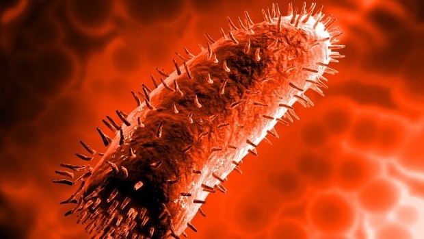 Microbiology of Rabies Virus