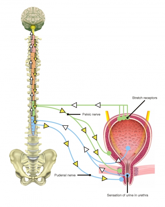 Spinal Cord Injuries – Bladder problems and Management