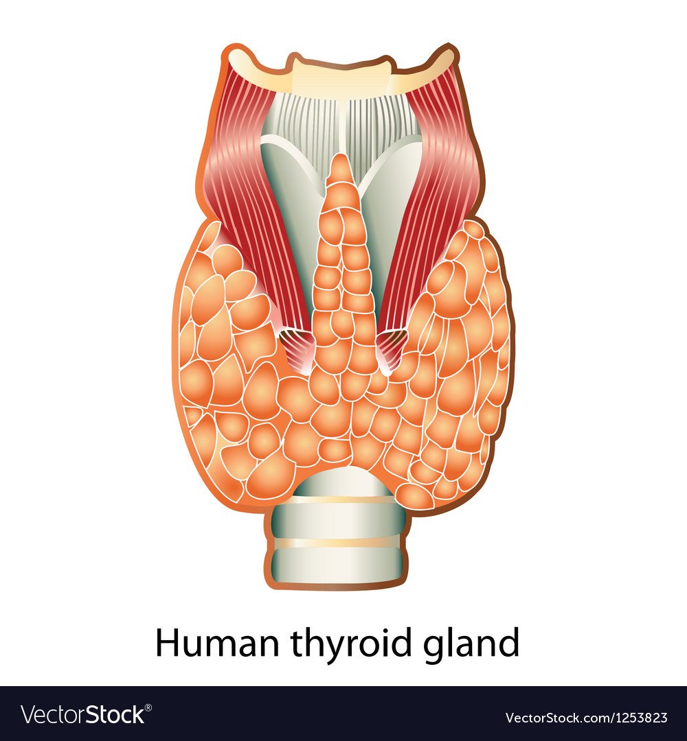 How to Deal with Thyroid Problems: A Guide