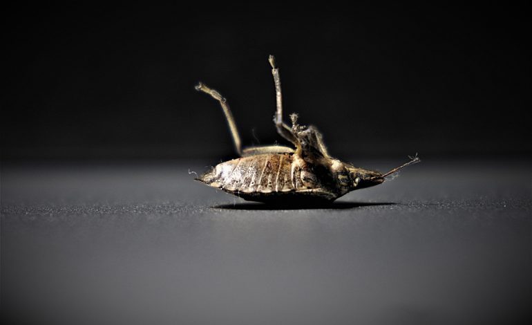 The Adverse Effects of Bed Bugs in Healthcare Facilities