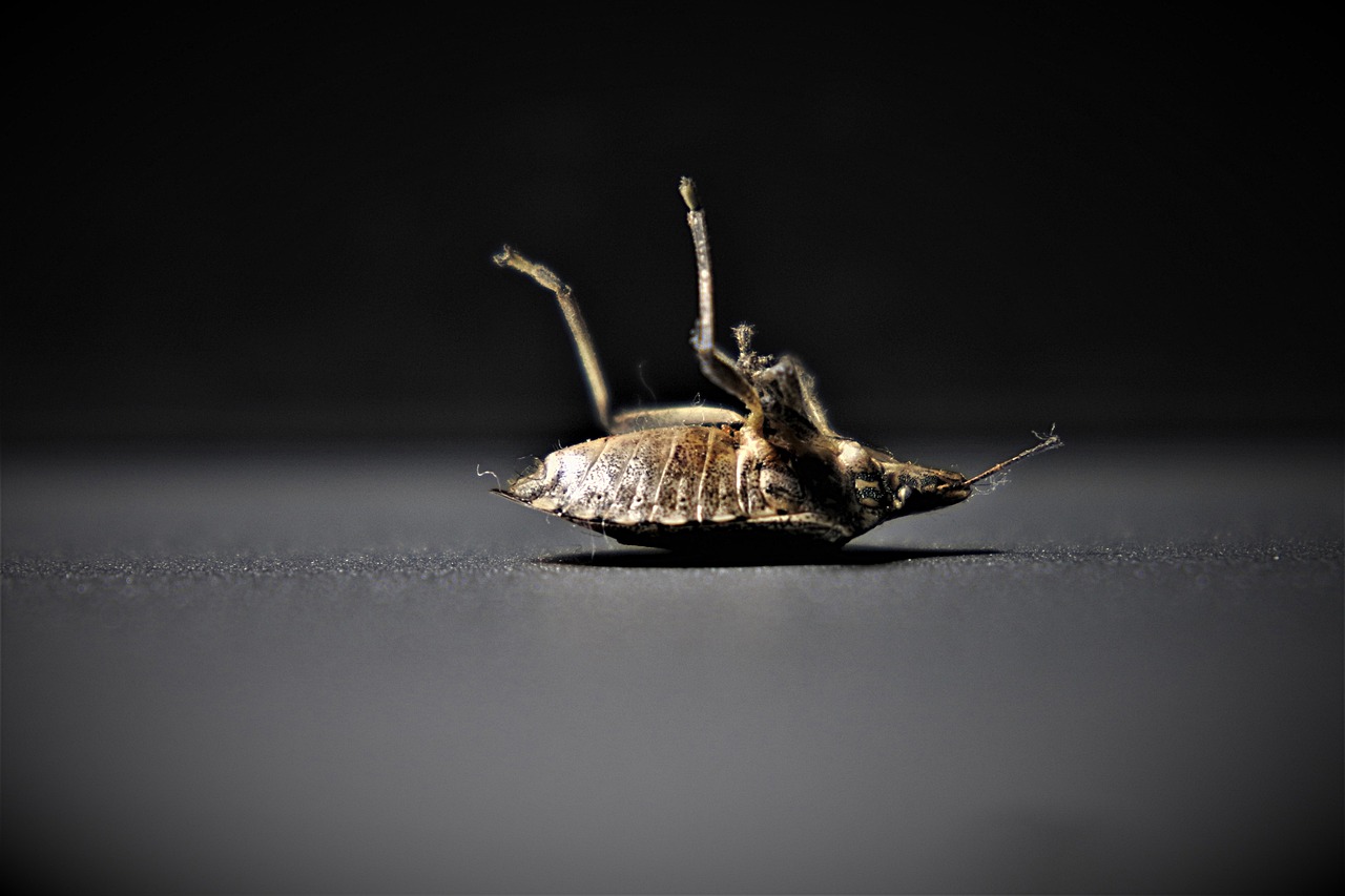 The Adverse Effects of Bed Bugs in Healthcare Facilities